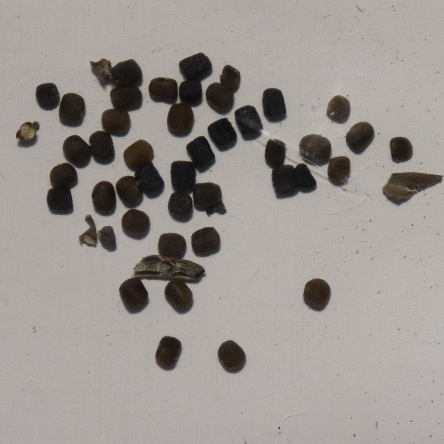 Organic Neela Amari/Avuri Seeds - Open Pollinated