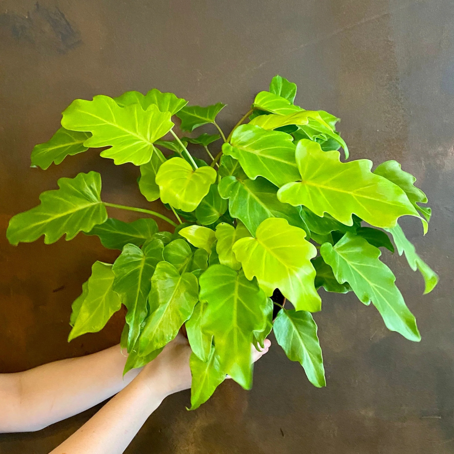 Philodendron Xanadu Gold Indoor / Outdoor Live Plant