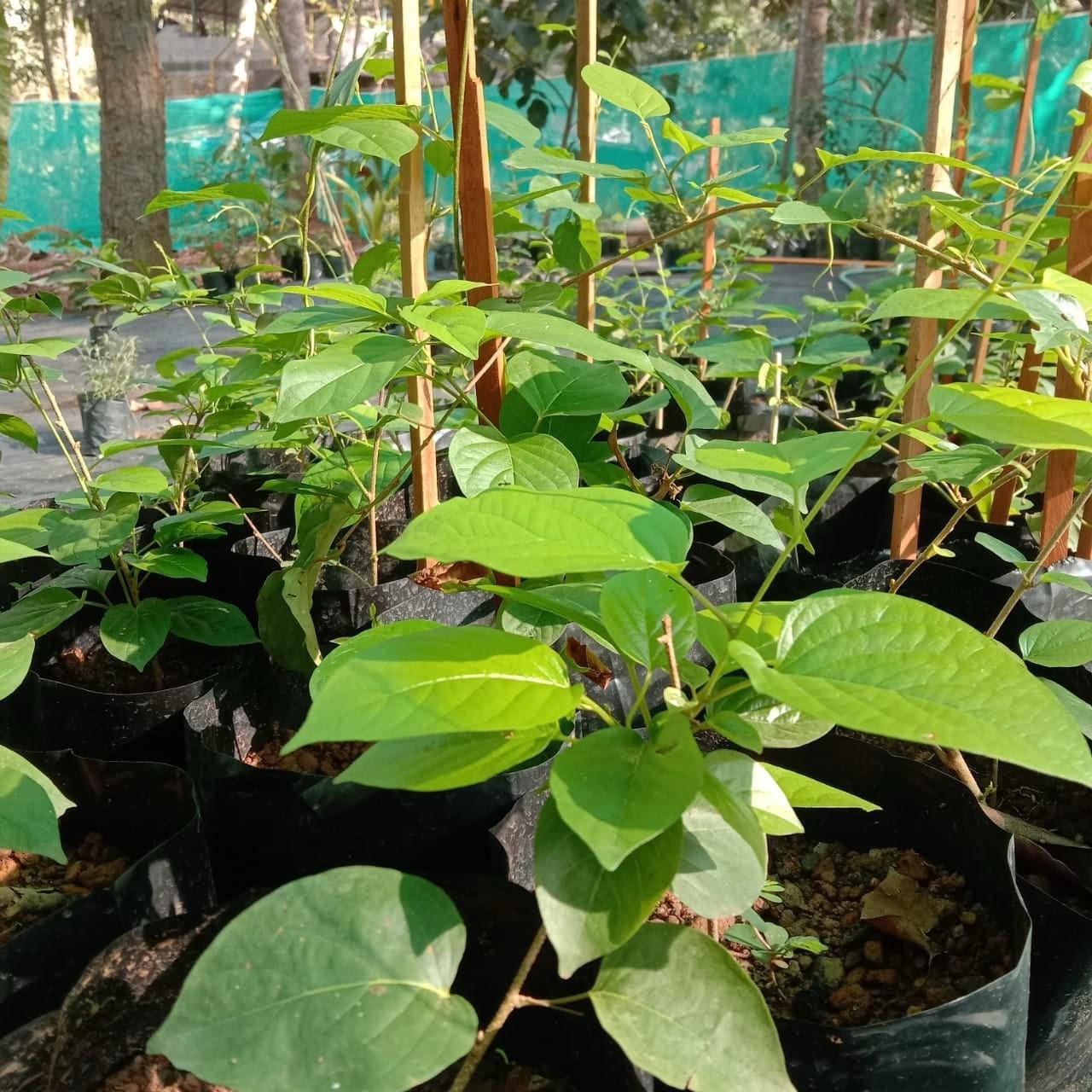 Porana Paniculata (Manimulla) Layered Live Plant