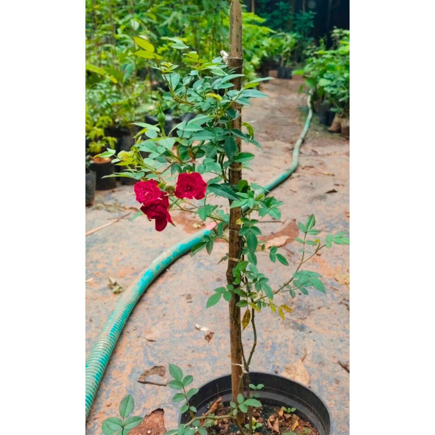 Red Creeper/Climber Rose Live Plant