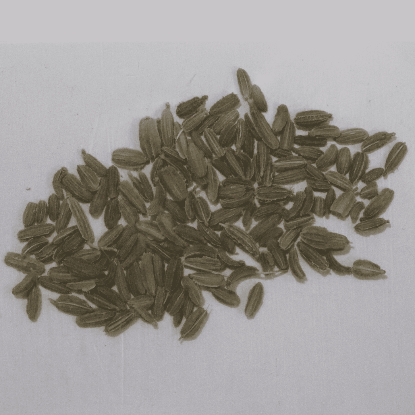 Organic Red Carrot Seeds - Open Pollinated