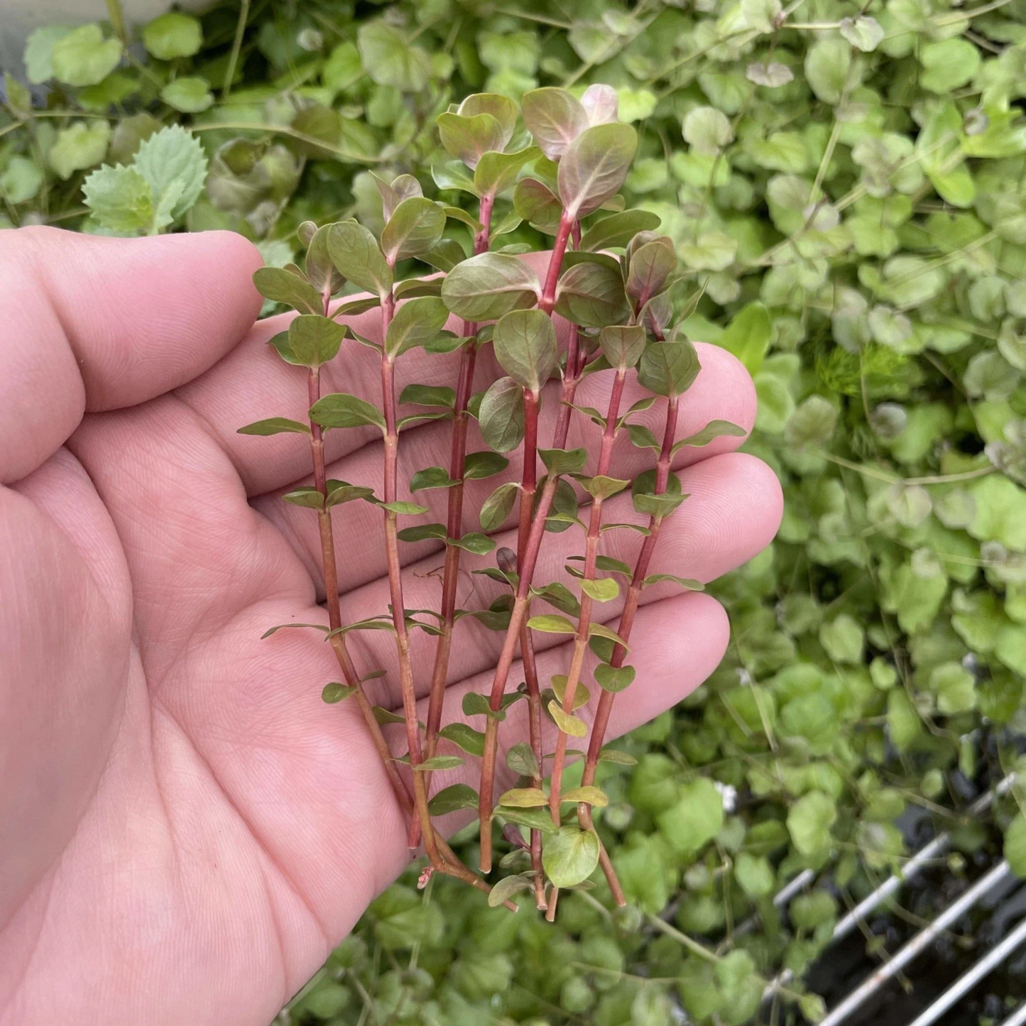 Rotala Macrandra Mini Red Aquarium Live Plant