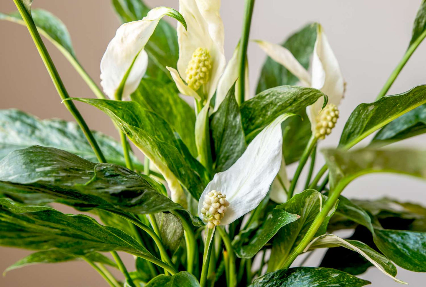 Peace Lily / Spathiphyllum Variegated Indoor Plant