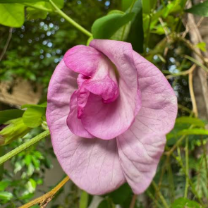 Pink Butterfly Pea Vine Multi Petal Seeds