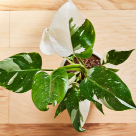 Philodendron white princess Indoor / Outdoor Live Plant