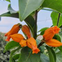 Juanulloa Mexicana All Time Flowering Live Plant