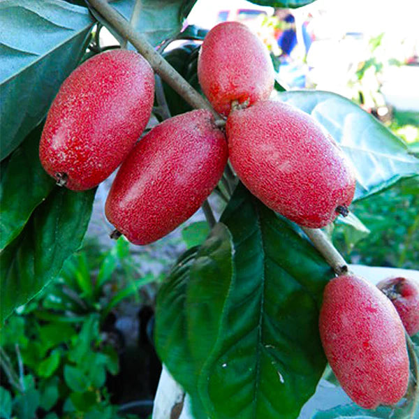 Silver Berry Live Plant (Elaeagnus Commutata)