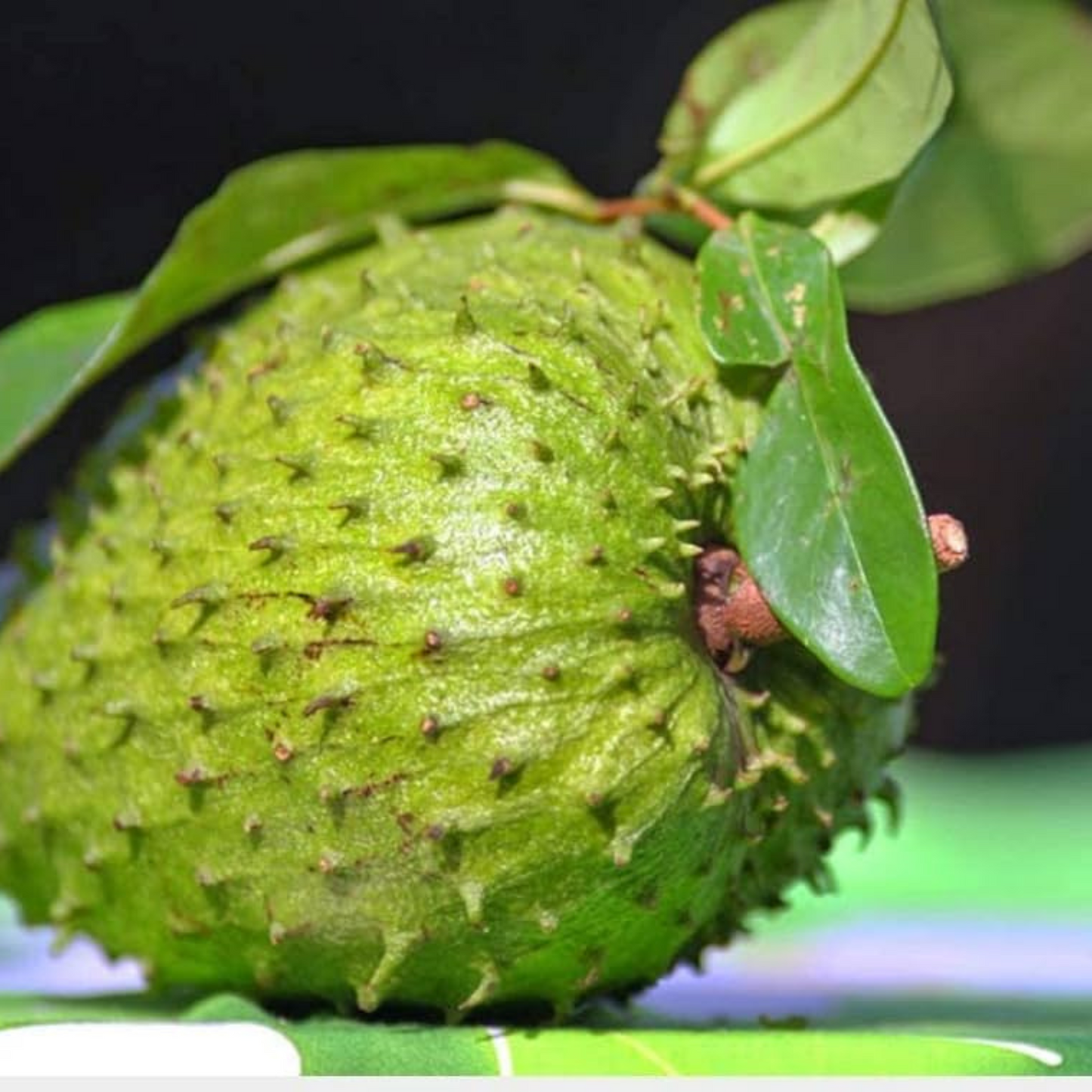 Soursop (Annona Muricata) Fruit Live Plant