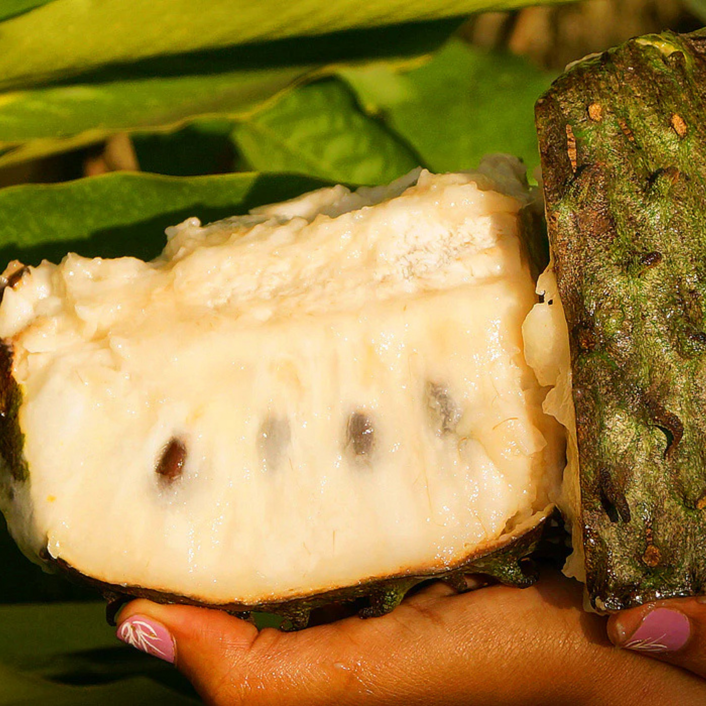 Soursop (Annona Muricata) Fruit Live Plant