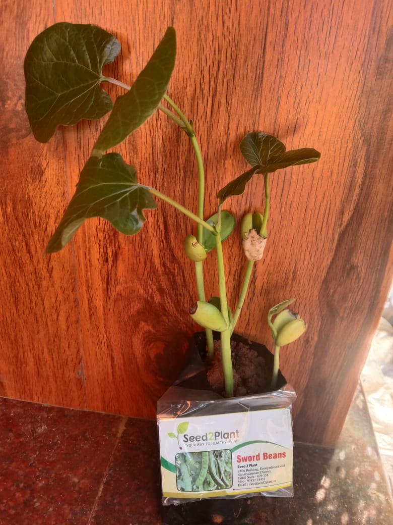 Organic Sword Beans Seeds - Open Pollinated