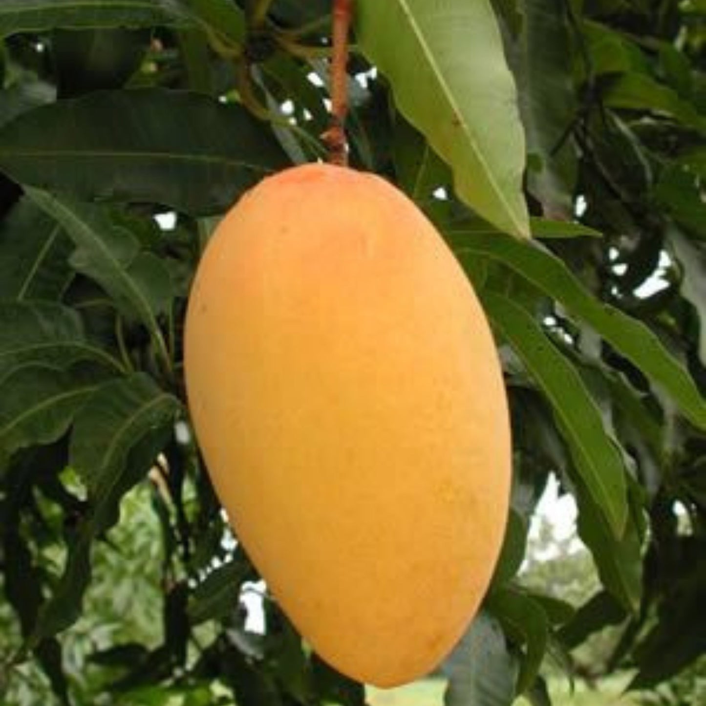 Brunei King Mango Grafted Live Plant