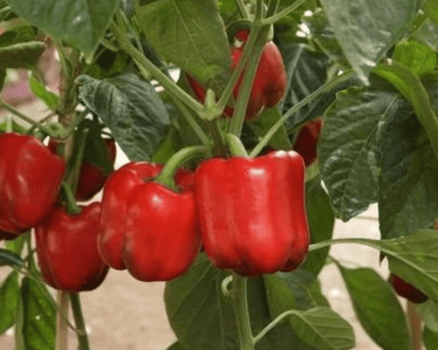 Red Capsicum Seeds लाल शिमला मिर्च के बीज (Shimla Mirch)
