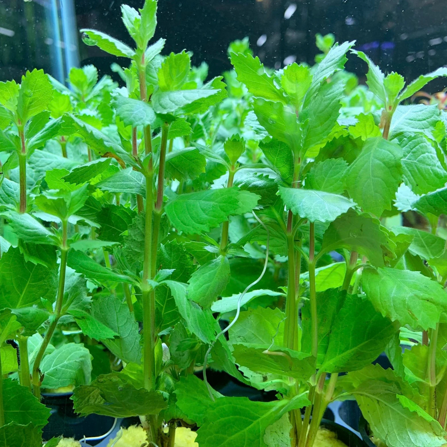 Water Wisteria (Hygrophila difformisa) Aquarium Live Plant
