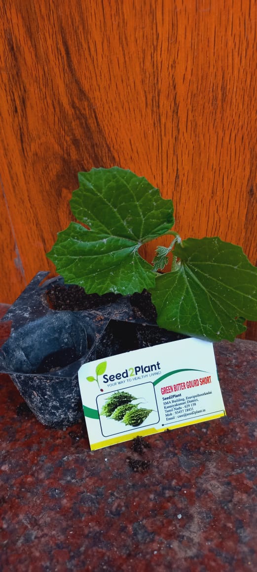 Organic Green Bitter Gourd Seeds - Open Pollinated