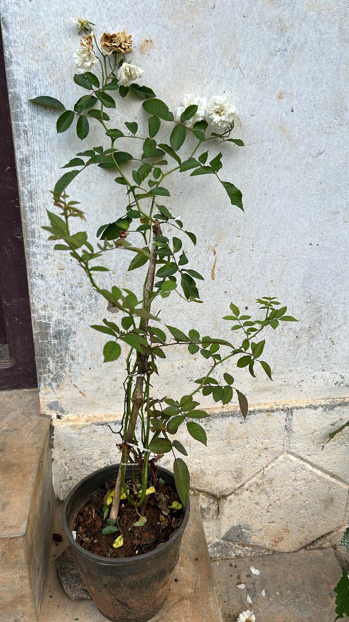 White Creeper/ Climbing Rose Live Plant