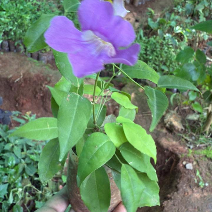 Miniature garlicvine Layered Live Plant