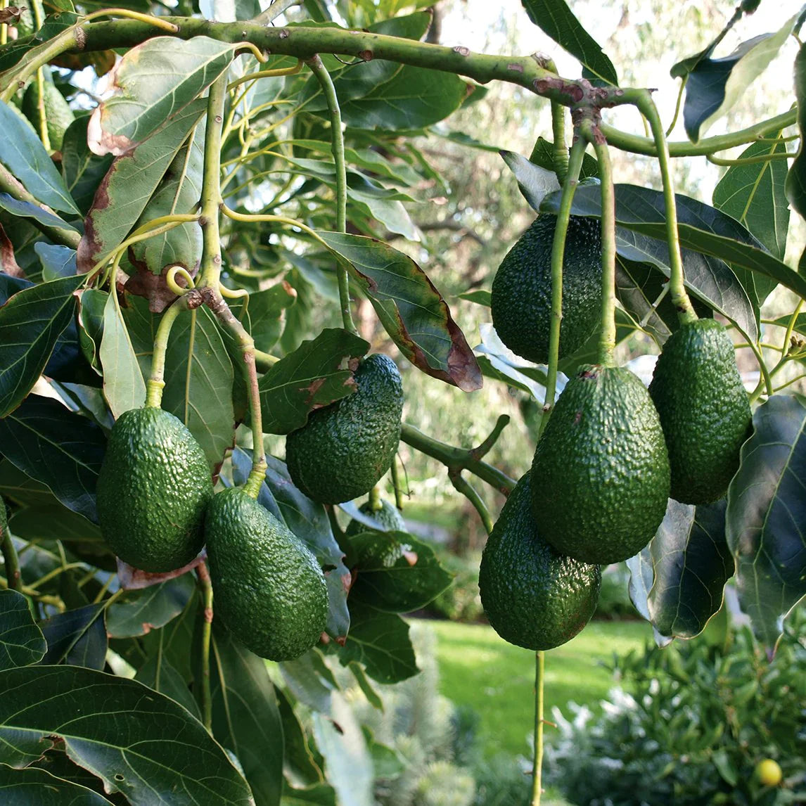 Hass Avocado (Persea americana 'Hass') Grafted Live Plant