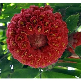 Rose of Venezuela Layered Live Flowering Plant (Brownea)