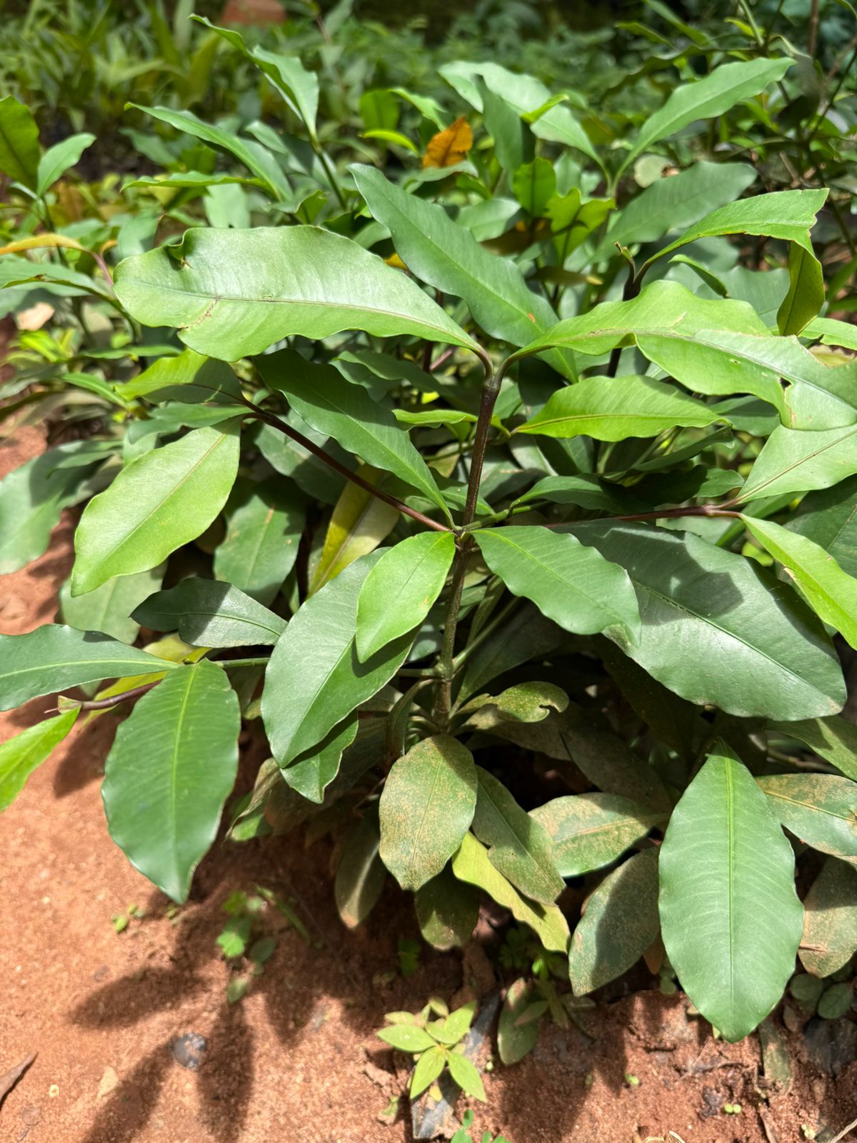 Baraba(cherry mangosteen) Fruit Live Plant