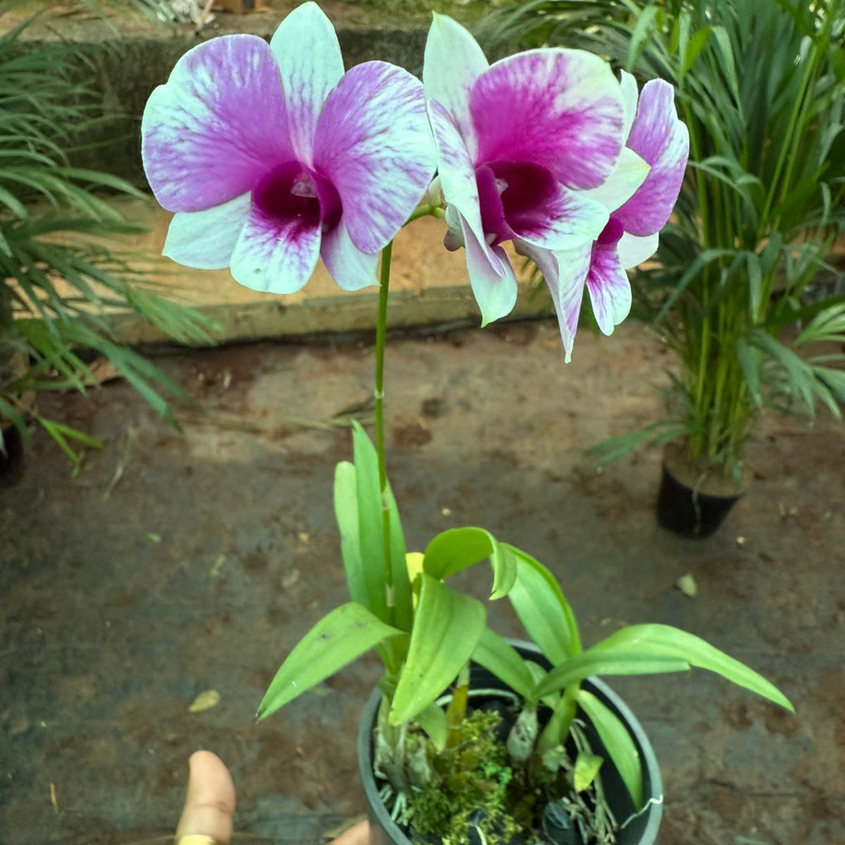 Dendrobium Yaya Compactum orchids with flower