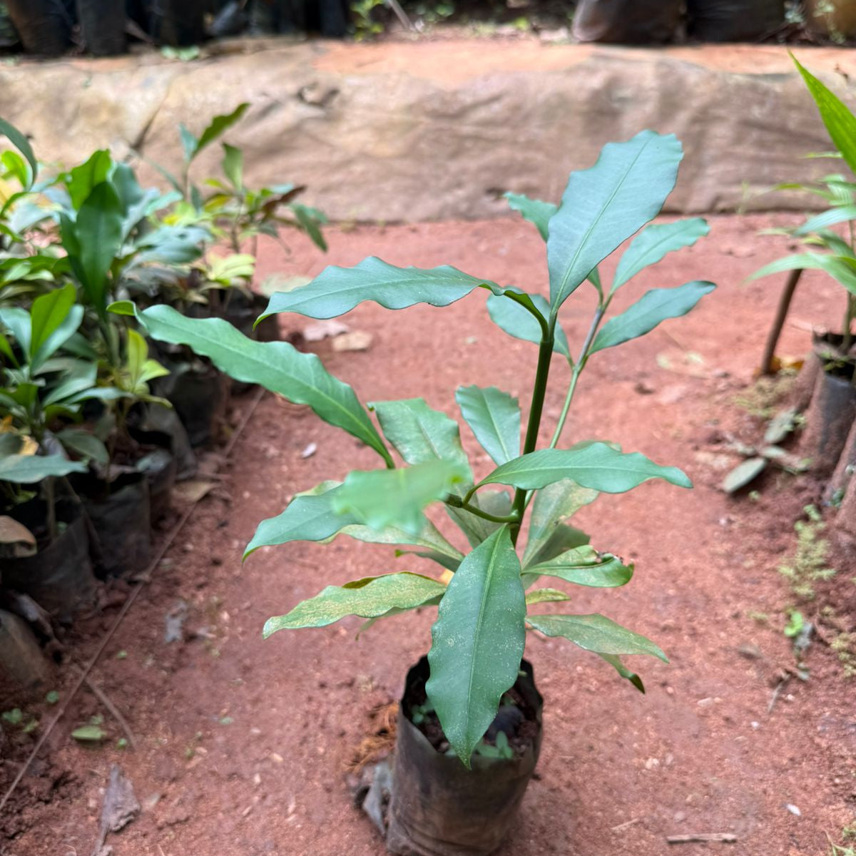 Baraba(cherry mangosteen) Fruit Live Plant
