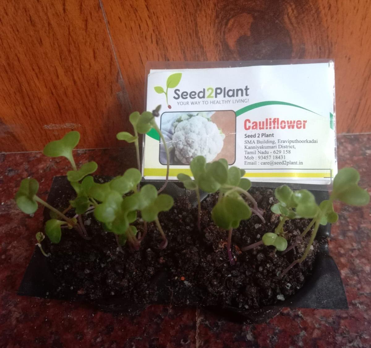 Organic Cauliflower Seeds