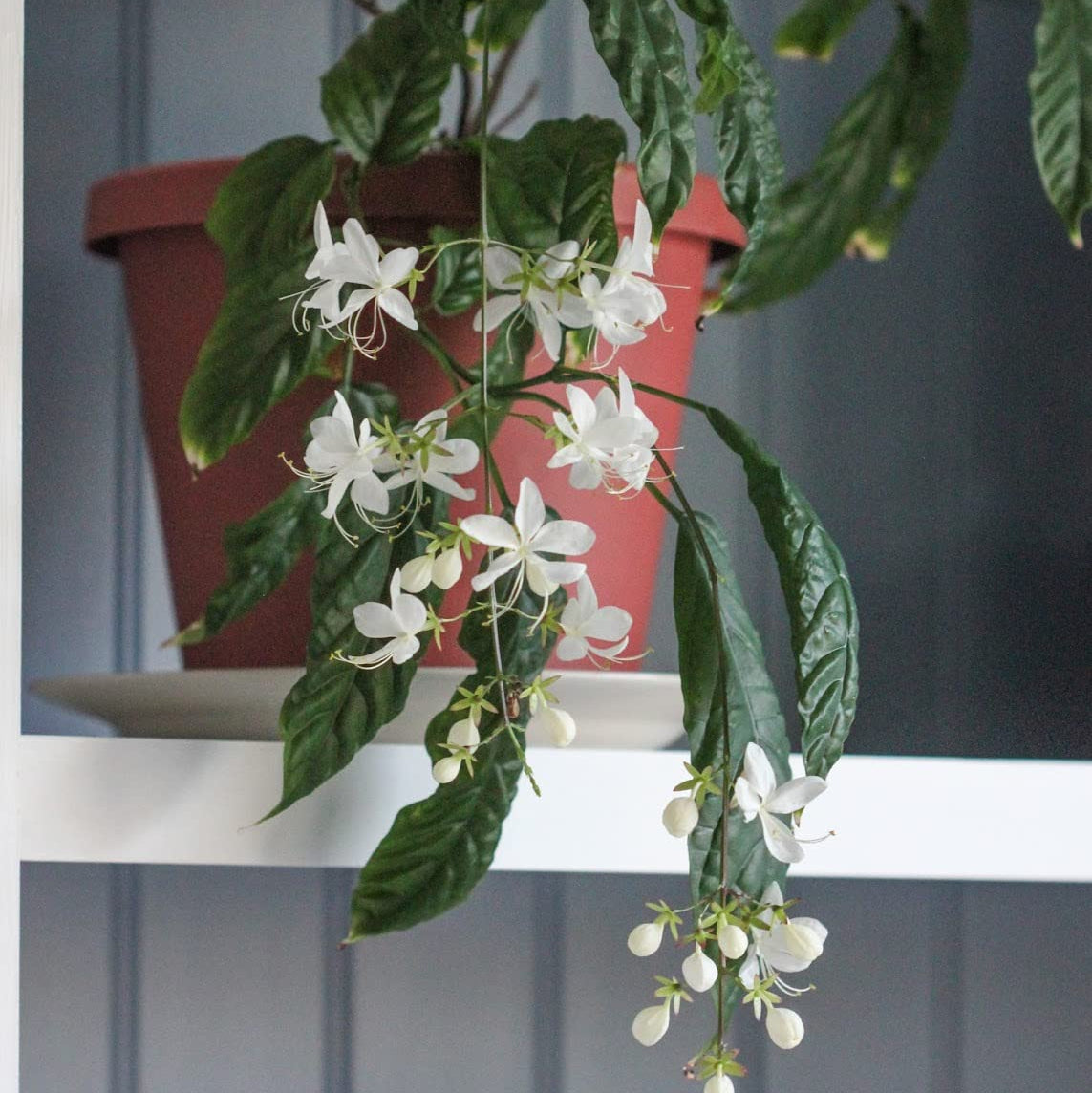 Chains of Glory White Rare Flowering Live Plant