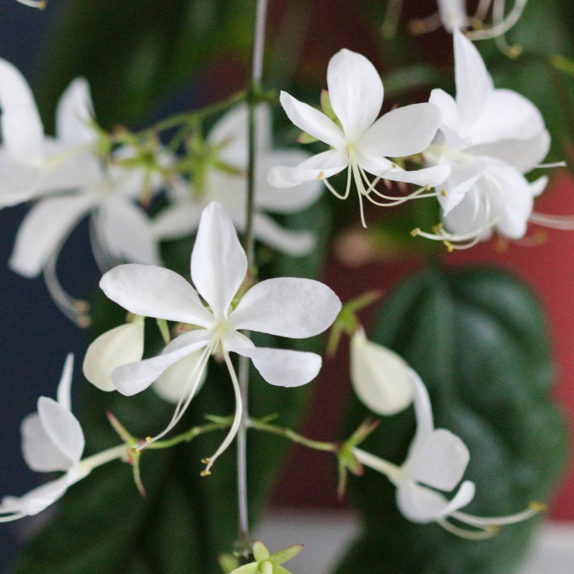 Chains of Glory White Rare Flowering Live Plant