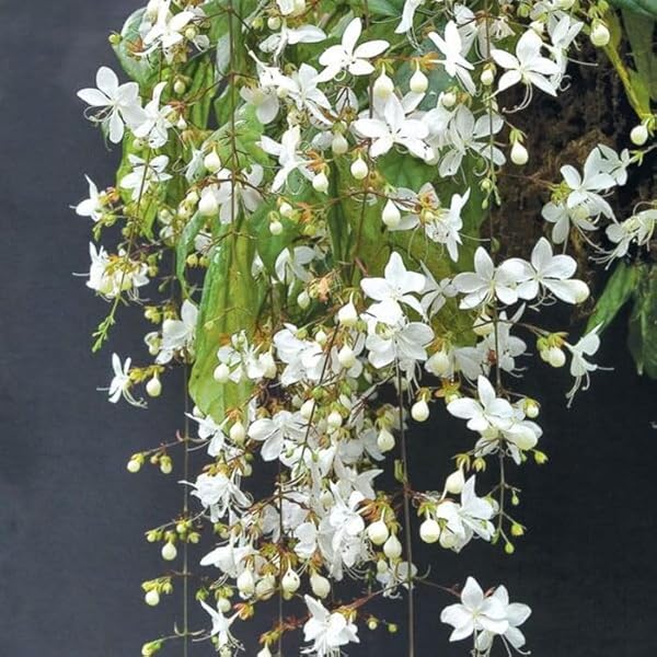 Chains of Glory White Rare Flowering Live Plant