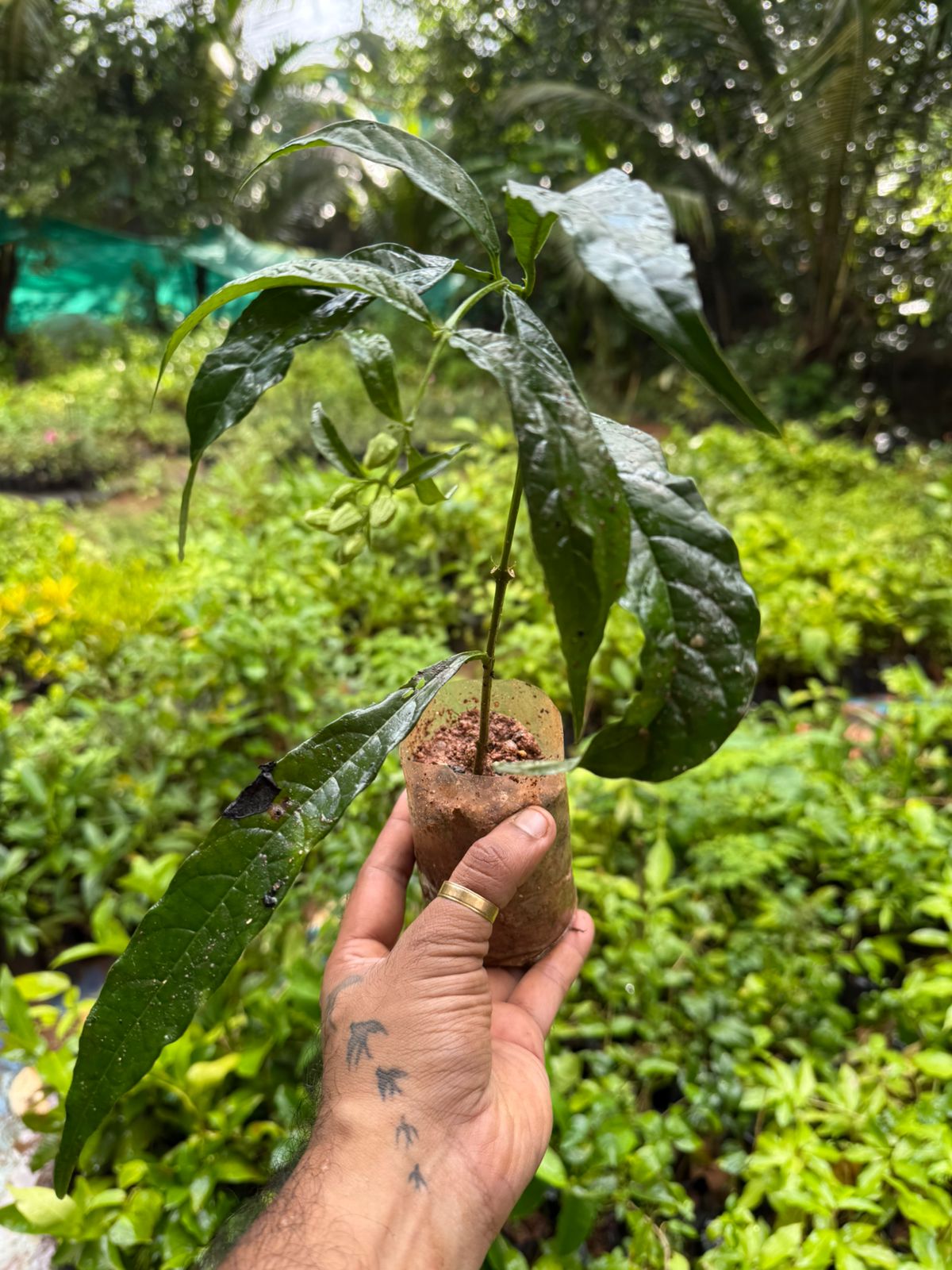 Chains of Glory White Rare Flowering Live Plant