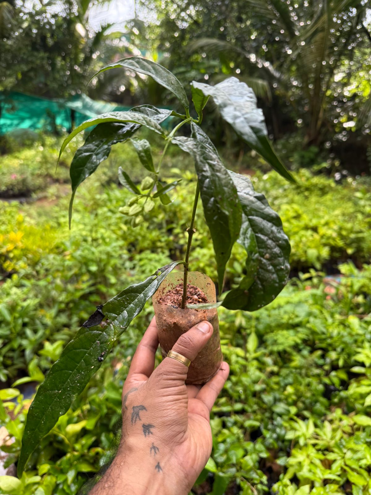 Chains of Glory White Rare Flowering Live Plant