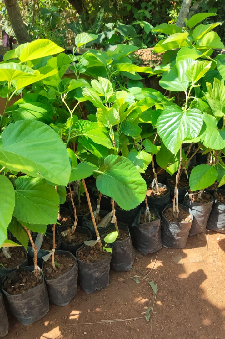 Long Himalayan Mulberry or Pakistan Mulberry Grafted Live Plant (Morus Alba)