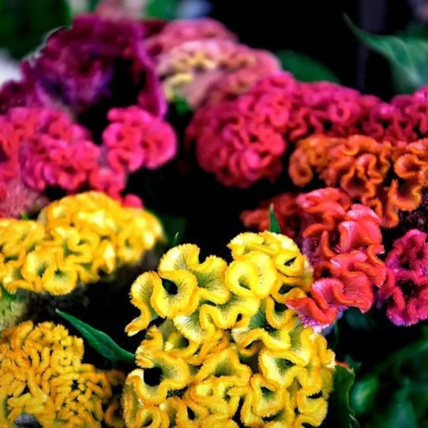 Cockscomb Jewel Box Mix Seeds