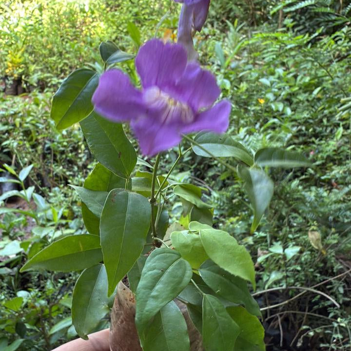 Miniature garlicvine Layered Live Plant
