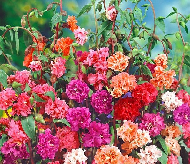 Clarkia Elegant Mix Seeds