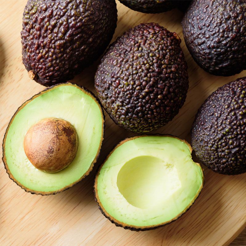 Hass Avocado (Persea americana 'Hass') Grafted Live Plant