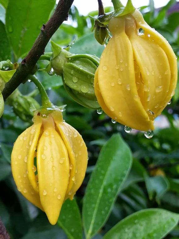 Manoranjitham (Artabotrys hexapetalus) Hari Champa Layered Live Plant