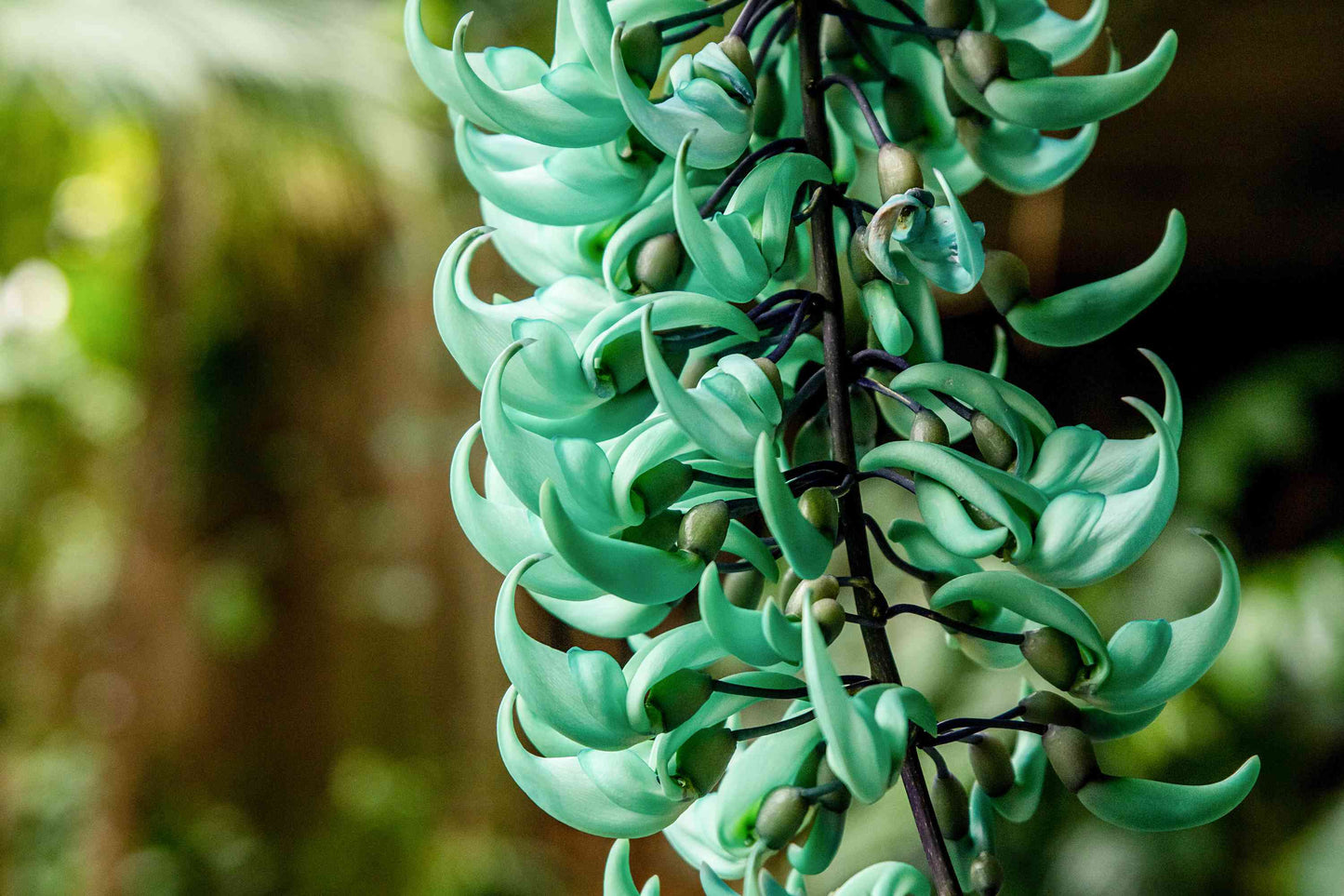 Nema/Blue Jade Vine (Strongylodon macrobotrys) Live Plant
