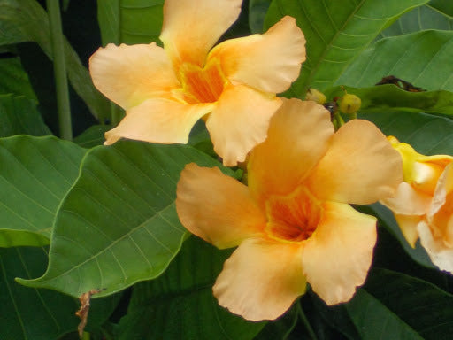 Odontadenia Macrantha Layered Live Plant