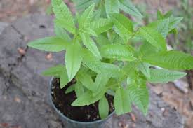Lemon Verbena Spice/ Medicinal Live Plant