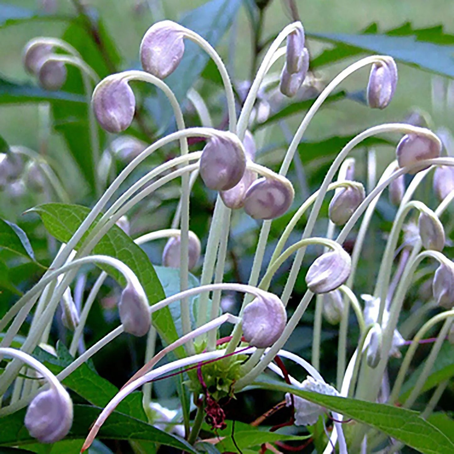 Clerodendrom Incisum / Musical Note Rare Flowering Live Plant