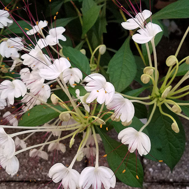 Clerodendrom Incisum / Musical Note Rare Flowering Live Plant