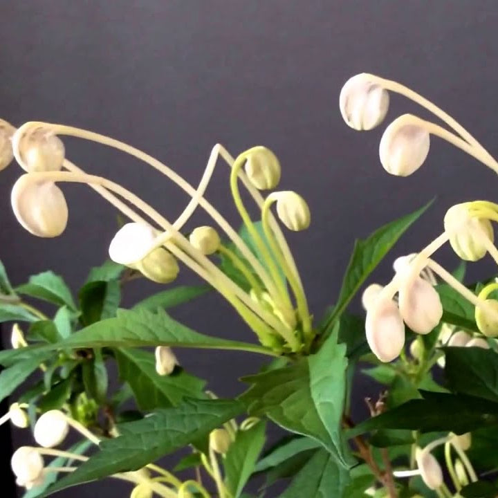 Clerodendrom Incisum / Musical Note Rare Flowering Live Plant
