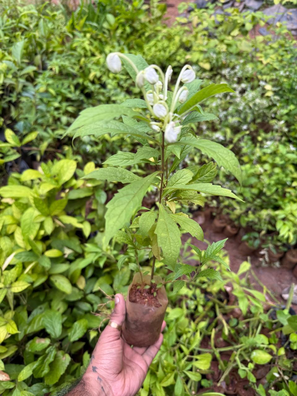 Clerodendrom Incisum / Musical Note Rare Flowering Live Plant