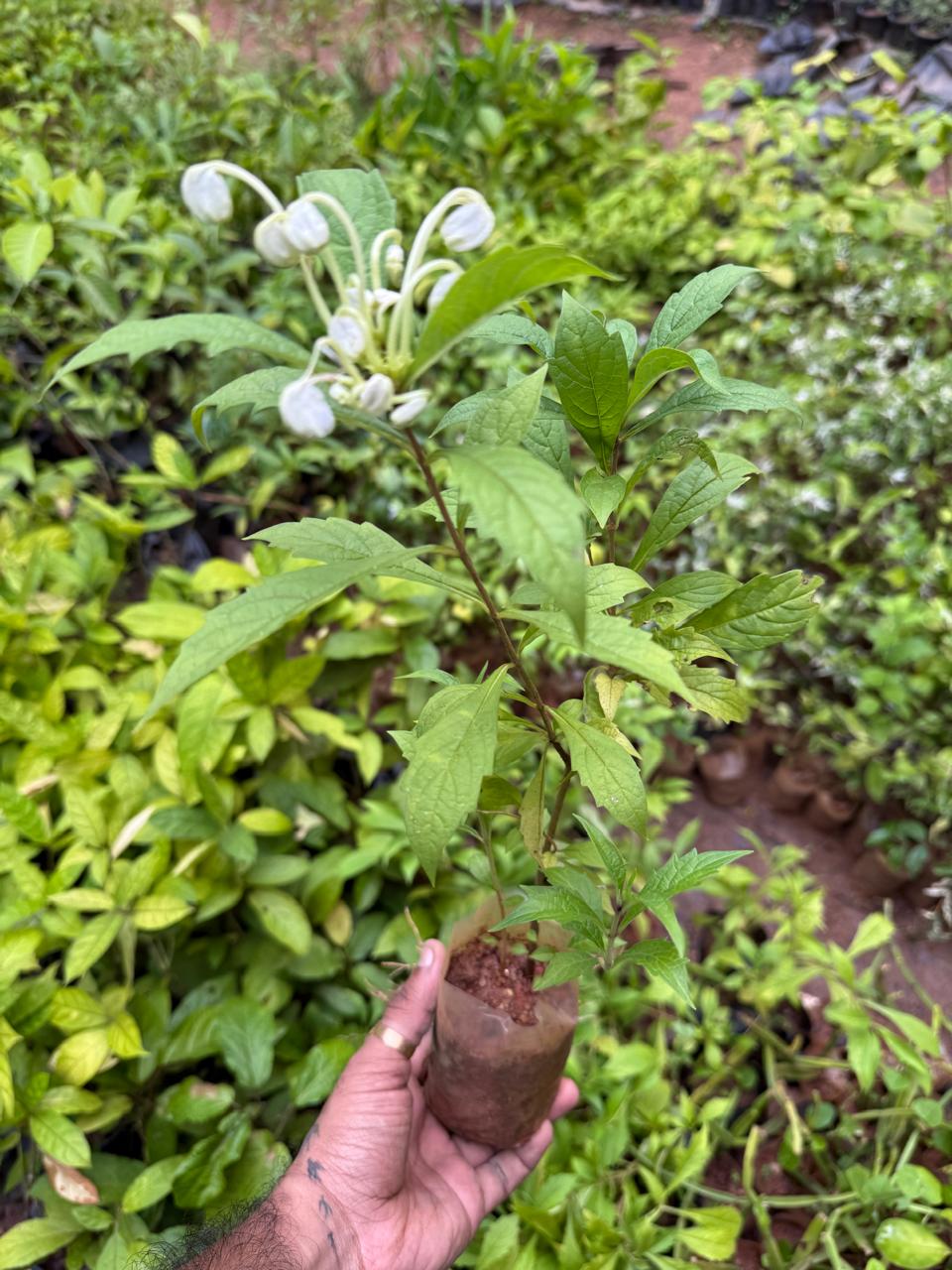 Clerodendrom Incisum / Musical Note Rare Flowering Live Plant