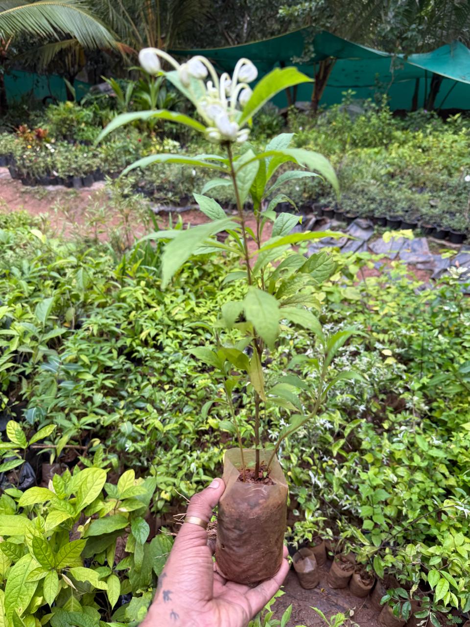 Clerodendrom Incisum / Musical Note Rare Flowering Live Plant