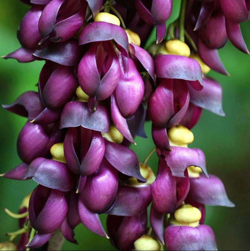 Purple Jade Vine Rare Flowering (Mucuna Pruriens) Layered Live Plant
