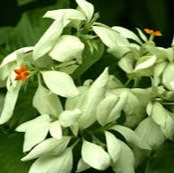 Mussaenda White All Time Flowering Live Plant