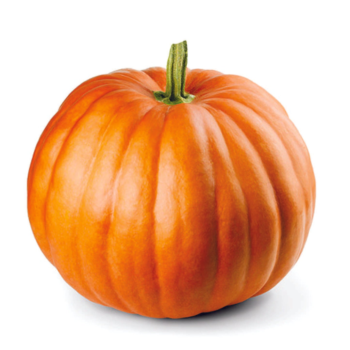 Organic Pumpkin Seeds - Open Pollinated