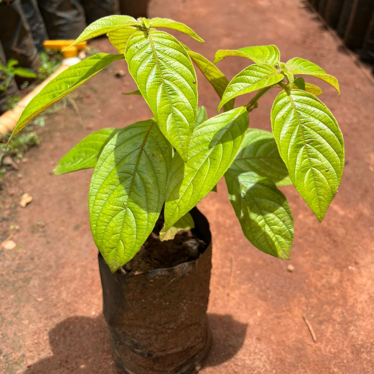 Mussaenda Red All Time Flowering Live Plant